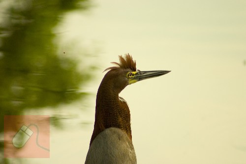 Stork - Pantanal