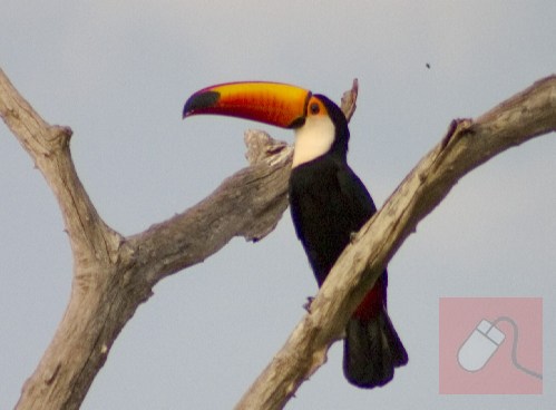 Tucan - Pantanal